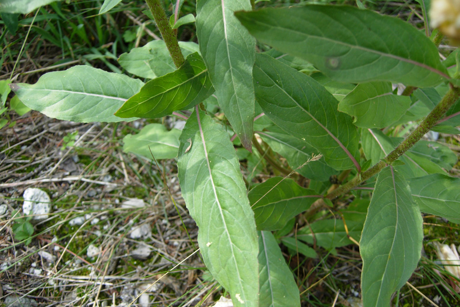Oenothera sp. e Astrantia major